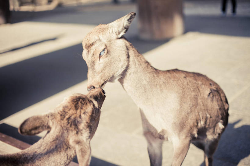 无人,横图,室外,特写,白天,鹿,野生动物,奈良县,日本,动物,两只,摄影,彩图