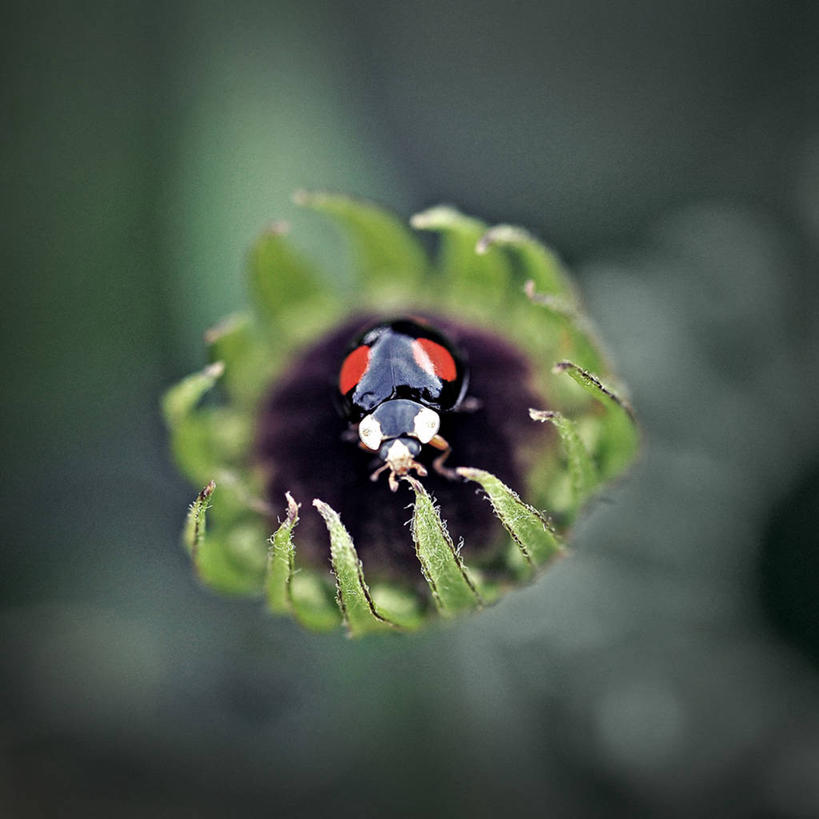 无人,方图,室外,白天,微距,野生动物,瓢虫,英国,盛开,昆虫,天牛,花蕾,花,花瓣,花朵,鲜花,一朵,绿色,花苞,花蕊,摄影,萼片,彩图