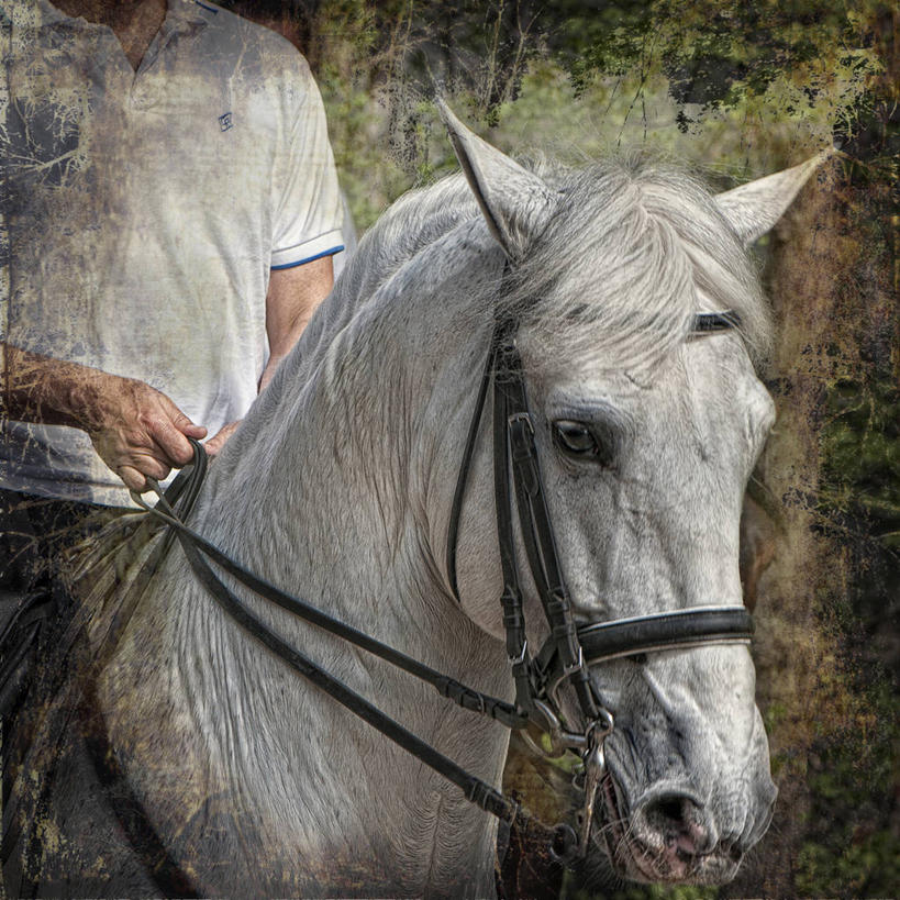 一个人,坐,方图,室外,白天,西班牙,骑马,纹路,纹理,拿着,休闲装,白马,家畜,人体,摄影,肌理,卡斯特利翁省,彩图