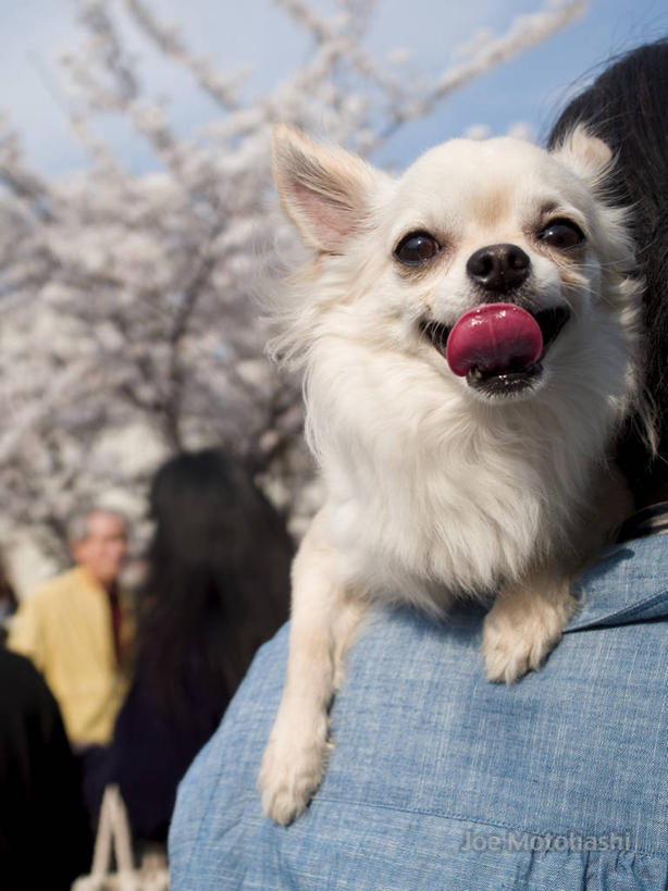 竖图,室外,特写,白天,宠物,狗,东京,日本,小的,首都,休闲装,博美犬,松鼠犬,动物,背着,家畜,可爱,舔,摄影,忠诚,波美拉尼亚犬,博美狗,犬,彩图,好奇心