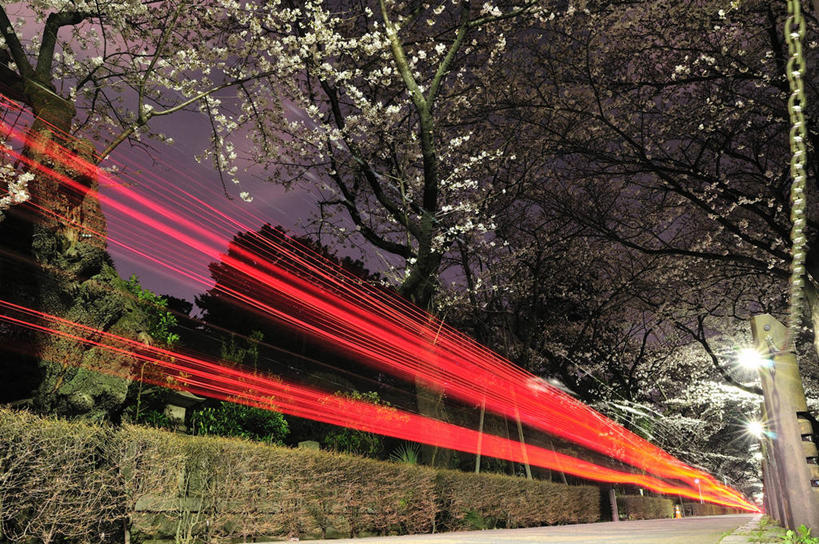 无人,横图,室外,白天,长时间曝光,旅途,樱花,东京,日本,日本文化,青山,首都,树,运输,摄影,尾灯,迅速,旅行