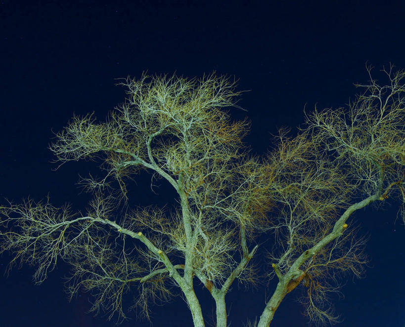 无人,横图,室外,夜晚,神秘,美景,景观,枝,顶部,树,自然,景色,摄影,生长,部分,自然风光,埃尔帕索