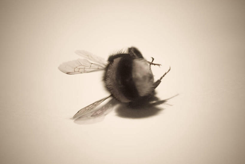 无人,横图,室内,特写,野生动物,蜜蜂,英国,翅膀,动物,摄影,死亡,北欧,大黄蜂,影棚拍摄