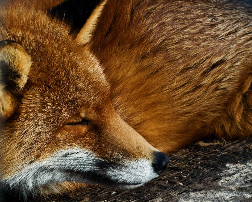 无人,横图,室外,白天,狐狸,野生动物,英国,动物,休息,放松,摄影,野狗,北欧,睡觉