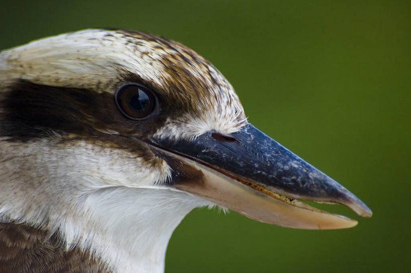 无人,横图,室外,特写,白天,侧面,翠鸟,野生动物,澳大利亚,鸟类,绿色,自然,动物,看,摄影,环境,悉尼,喙,笑翠鸟,澳大拉西亚,新南威尔士