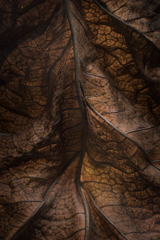 无人,竖图,特写,背景,叶子,美国,褐色,自然,摄影,环境,北美,北美洲,脆弱,美洲,干的,肌理,北亚美利加洲,亚美利加洲,密歇根,密歇根州,貂熊州,狼獾之州,狼獾州,伯明罕,式样,叶脉,全画面,全框架,全帧,美利坚合众国,全画幅