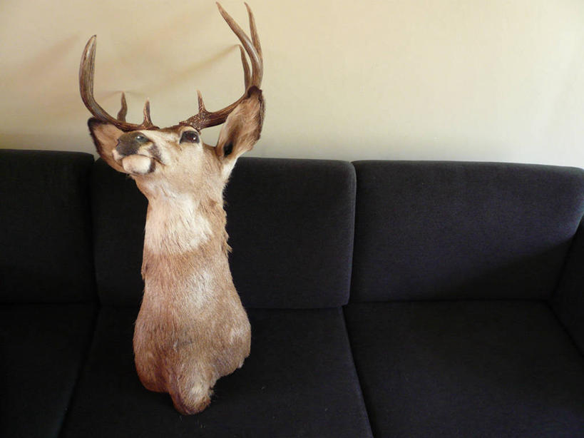 无人,横图,室内,沙发,哺乳动物,鹿,野生动物,美国,座位,动物,可爱,摄影,活泼,食草动物,部分,死亡,北美,北美洲,美洲,鹿角,偶蹄目,俄勒冈州,波特兰,北亚美利加洲,亚美利加洲,美利坚合众国