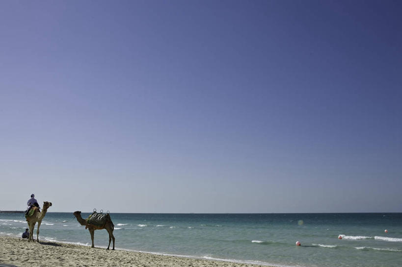 脸,头,脸颊,一个人,坐,横图,室外,白天,度假,海洋,水,野生动物,朦胧,模糊,沙子,地平线,河岸,水边,水平线,骆驼,肩膀,天空,动物,波浪,两只,骑车,家畜,运输,摄影,牲畜,阿拉伯联合酋长国,迪拜,万里无云,沙漠之舟,单峰骆驼,阿拉伯,头部,脸部,脸蛋,面部,海滩,步行,旅行,碧海皇宫