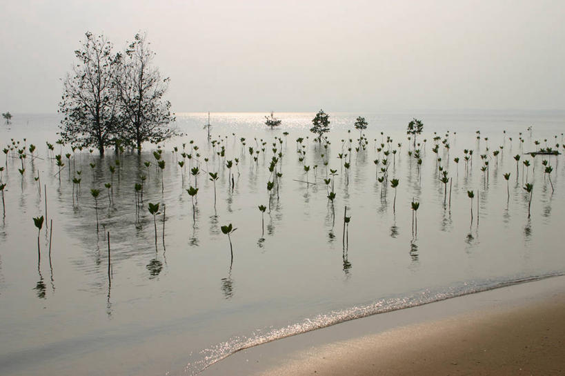 无人,横图,室外,白天,海洋,美景,水,泰国,河岸,景观,水边,自然,景色,摄影,生长,宁静,环境,自然风光,泰国湾,印度支那,巴蜀,旅行,红树林