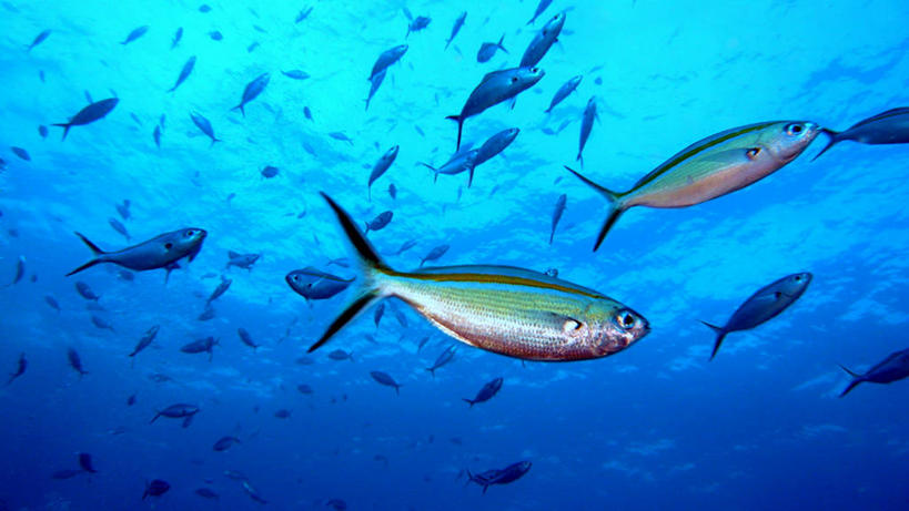 游泳,无人,横图,室外,白天,水下,海洋,水,热带鱼,野生动物,泰国,一群,许多,鱼群,岛,很多,鱼类,摄影,印度支那,梅鲷