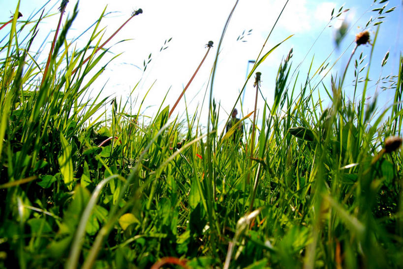 无人,横图,室外,白天,荷兰,云,草,绿色,天空,自然,摄影,生长,环境,清新,阿克马