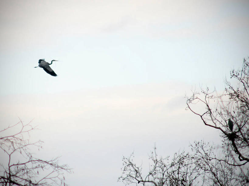 无人,横图,室外,白天,仰视,鸟,野生动物,美国,苍鹭,鸟类,鸟巢,枝,飞,树,天空,自然,摄影,环境,北美,北美洲,美洲,俄亥俄州,北亚美利加洲,亚美利加洲,灰鹳,低角度拍摄,美利坚合众国