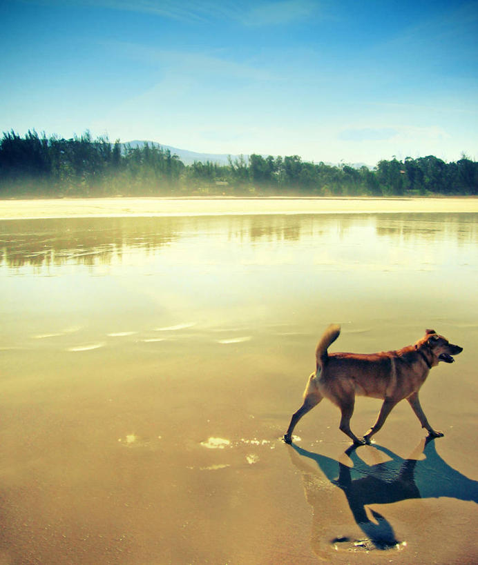 无人,竖图,室外,白天,山,宠物,狗,巴西,阴影,反射,沙子,树,天空,自然,南美,摄影,圣卡塔琳娜,步行