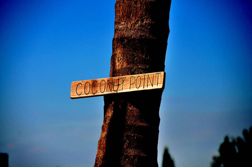 无人,横图,室外,白天,水果,美国,木制,标志,饮食,树干,自然,摄影,英文字母,北美,北美洲,美洲,佛罗里达,佛罗里达州,佛州,阳光州,万里无云,北亚美利加洲,亚美利加洲,椰子树,彩图,美利坚合众国