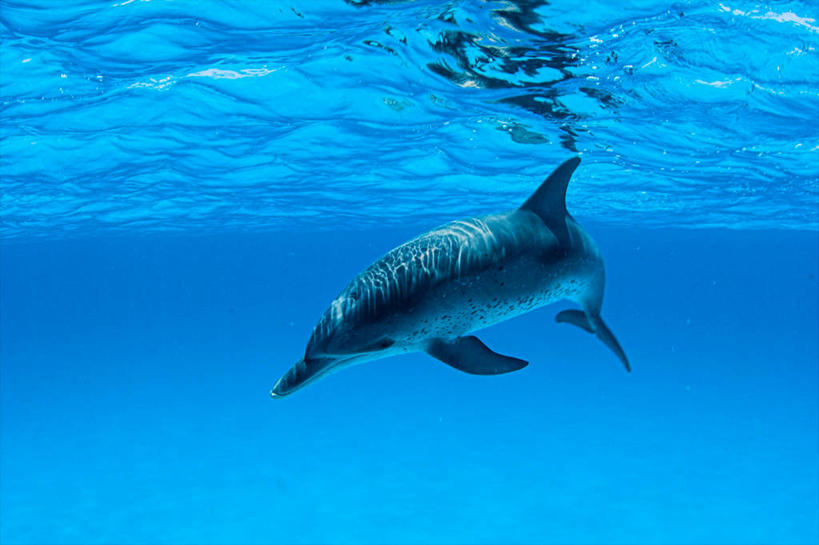 无人,横图,室外,白天,水下,海洋,海豚,反射,摄影,优美,彩图,巴哈马群岛