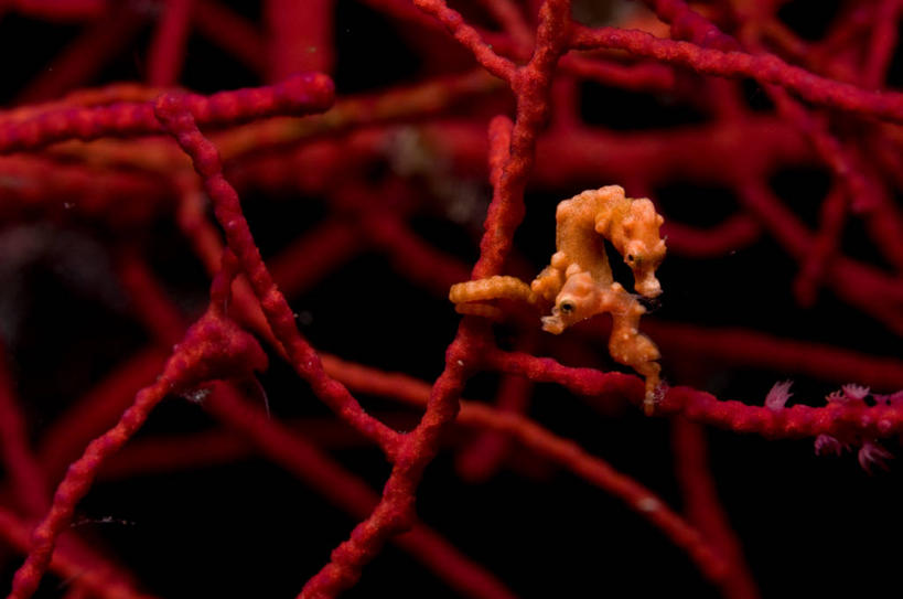 无人,横图,室外,特写,白天,水下,印度尼西亚,珊瑚,红色,动物,两只,摄影,海马,彩图