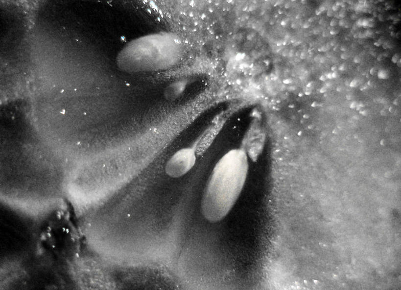 无人,横图,黑白,特写,白天,背景,黄瓜,盛开,首都,花蕾,花,花瓣,花朵,鲜花,一朵,自然,花苞,花蕊,摄影,生长,清新,蓝茉莉,全画面,全框架,全帧,全画幅