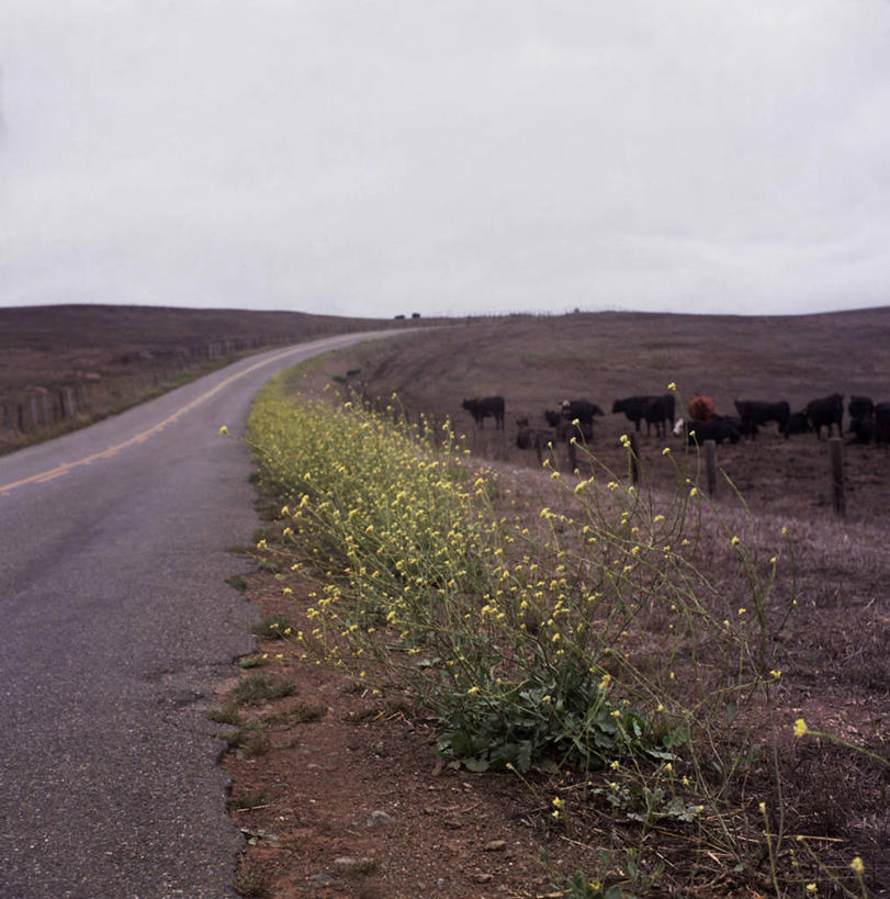 无人,公园,竖图,室外,白天,旅游,度假,旅途,农业,牧场,美景,路,美国,一群,许多,地平线,景观,篱笆,辽阔,地面,很多,娱乐,自然,享受,休闲,广阔,景色,放松,摄影,宁静,一望无际,北美,北美洲,国家公园,加利福尼亚,自然风光,延伸,美洲,加州,加利福尼亚州,金州,黄金州,天地相交,北亚美利加洲,亚美利加洲,无边无际,一马平川,马林县,彩图,美利坚合众国,雷斯岬国家海岸公园