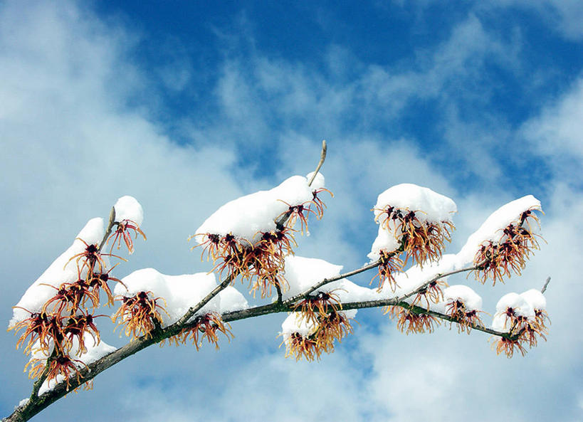 无人,横图,室外,特写,白天,仰视,雪,比利时,覆盖,云,冬天,枝,天气,自然,摄影,脆弱,彩图,低角度拍摄,列日