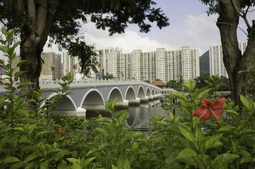 无人,横图,室外,白天,河流,城市,建筑,香港,拱桥,花,树,摄影,宁静,新界,沙田,彩图,居住区