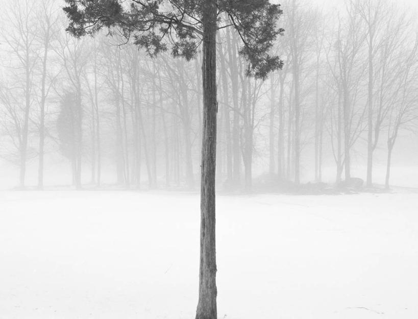 无人,横图,室外,白天,雪,雾,松树,美国,地形,冬天,寒冷,摄影,宁静,康涅狄格州,彩图