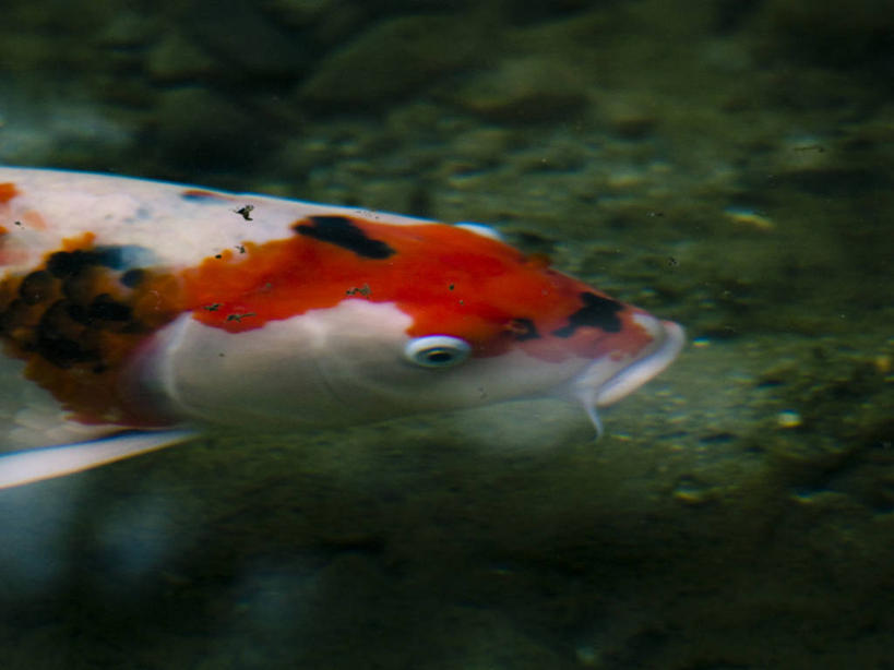 游泳,无人,横图,俯视,彩色,室外,特写,白天,水下,水,宠物,锦鲤,野生动物,日本,池塘,摄影,京都府,五颜六色,色彩斑斓,五彩缤纷,五彩斑斓,五光十色,彩图,高角度拍摄