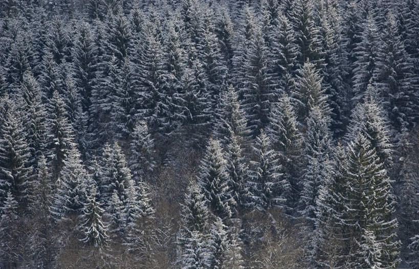 无人,横图,俯视,室外,白天,树林,雪,松树,奥地利,冰,冬天,自然,寒冷,摄影,彩图,高角度拍摄