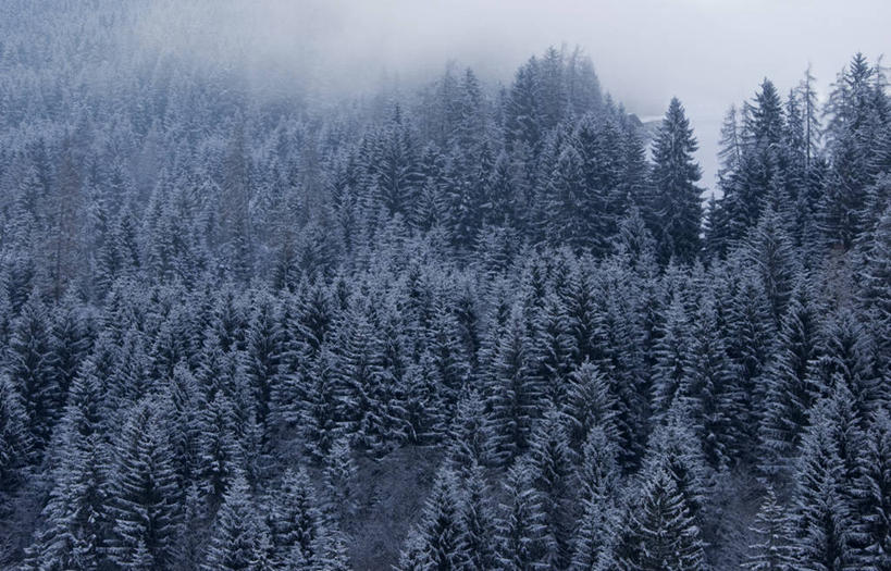 无人,横图,俯视,室外,白天,树林,雾,松树,奥地利,冰,冬天,自然,寒冷,摄影,彩图,高角度拍摄