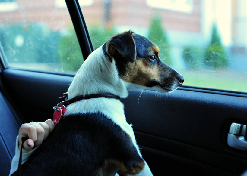 儿童,手,一个人,横图,白天,侧面,纯洁,宠物,狗,美国,仅一个女性,仅一个人,杰克罗素梗,拿着,注视,小孩,动物,观察,看,仅一个小孩,家畜,可爱,童年,童趣,人体,摄影,观看,察看,专心,关注,决心,童真,狗链,烂漫,无邪,忠诚,帕尔森罗塞尔梗,杰克拉西尔梗,杰克.拉瑟梗,天真,女孩,女人,女性,孩子,犬,彩图,女生,好奇心,宠物项圈