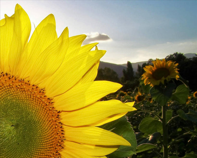 无人,横图,室外,特写,农业,美景,向日葵,叶子,景观,田地,黎明,花瓣,自然,景色,摄影,自然风光,布尔戈斯,彩图