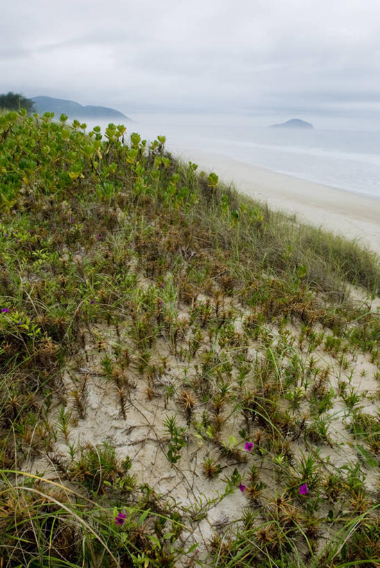 无人,竖图,室外,白天,海洋,美景,植物,雾,普拉亚,沙子,景观,自然,动物,景色,摄影,生长,宁静,自然风光,海滩,彩图