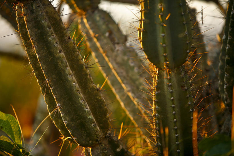 无人,横图,室外,特写,白天,日落,仙人掌,巴西,天空,黄昏,南美,摄影,生长,保护,南美洲,气候,拉丁美洲,荆棘,美洲,巴西联邦共和国,亚美利加洲,南亚美利加洲,南马托格罗索,南马托格罗索州,危险,彩图,肉质植物