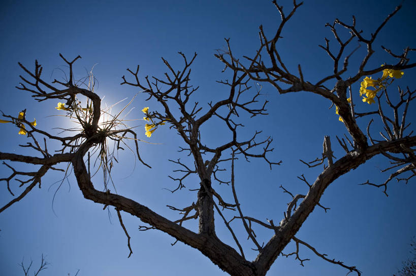 无人,横图,室外,白天,仰视,美景,太阳,日光,巴西,景观,枝,热,花,树干,天空,自然,景色,南美,摄影,生长,宁静,环境,南美洲,脆弱,拉丁美洲,自然风光,美洲,干的,巴西联邦共和国,亚美利加洲,南亚美利加洲,南马托格罗索,南马托格罗索州,彩图,低角度拍摄