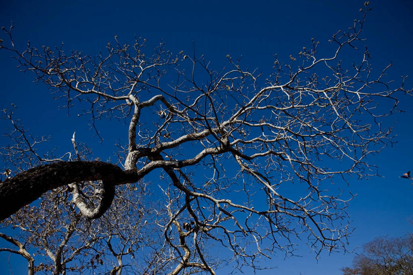 无人,横图,室外,特写,白天,夜晚,仰视,美景,巴西,景观,枝,热,树,树干,天空,自然,黄昏,景色,南美,摄影,生长,宁静,环境,南美洲,拉丁美洲,自然风光,美洲,干的,万里无云,巴西联邦共和国,亚美利加洲,南亚美利加洲,南马托格罗索,南马托格罗索州,彩图,低角度拍摄