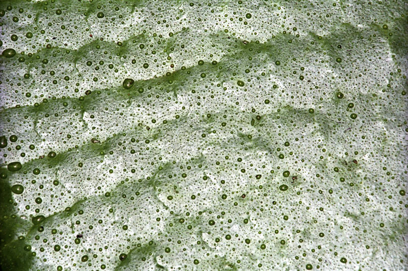 无人,横图,室外,特写,水下,河流,亚马逊河,绿色,自然,南美,摄影,环境,肌理,彩图