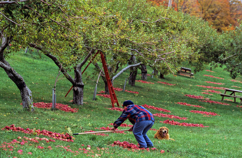 成年人,一个人,横图,室外,白天,农业,美景,宠物,狗,苹果,水果,加拿大,仅一个男性,弯腰,裤子,丰富,朦胧,模糊,景观,食品,拿着,牛仔裤,休闲装,饮食,草,树,排列,背面,衣服,自然,动物,甜食,家畜,景色,季节,摄影,生长,环境,专心,自然风光,收集,彩图,林荫大道