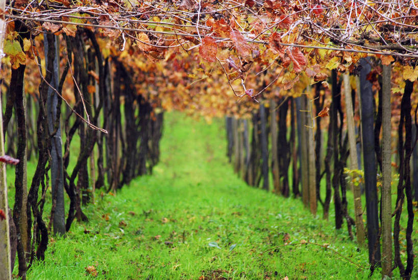 无人,横图,室外,白天,农业,叶子,一排,整齐,葡萄园,草,排列,藤蔓,摄影,生长,队列,藤蔓植物,圣卡塔琳娜,秋天,彩图