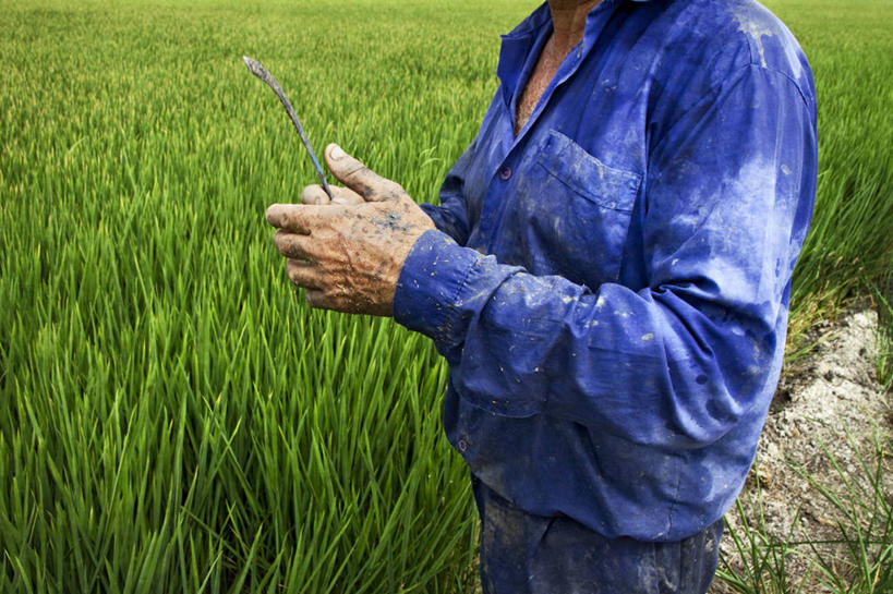 成年人,一个人,农民,横图,室外,白天,工作服,制服,安全,农业,西班牙,仅一个男性,准备,稻田,田地,防护,拿着,工人,自然,刀,摄影,生长,保护,保险,防护服,塞维尔,保全,周全,安稳,安定,工作制服,平安,员工,彩图,工作套服,匠人,劳动者,体力工
