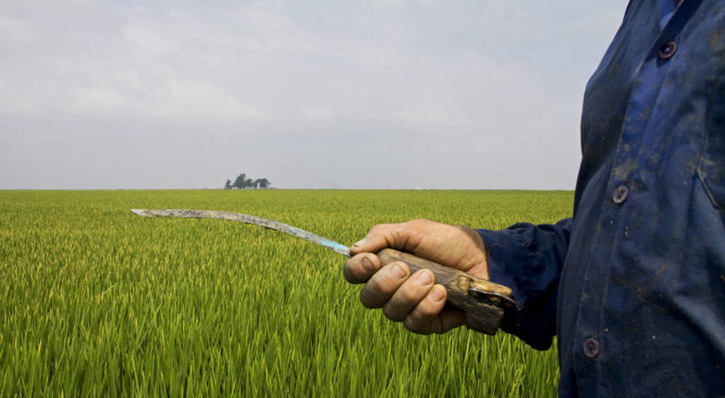 成年人,一个人,农民,横图,室外,白天,工作服,制服,安全,农业,西班牙,仅一个男性,准备,稻田,田地,云,防护,拿着,休闲装,自然,刀,摄影,生长,保护,保险,防护服,塞维尔,保全,周全,安稳,安定,工作制服,平安,彩图,工作套服