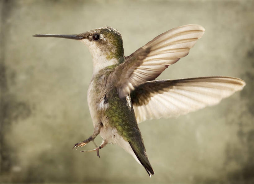 无人,横图,室外,白天,侧面,野生动物,美国,飞,摄影,拍打,新泽西,彩图