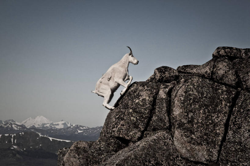 无人,跳,横图,室外,白天,山,雪山,加拿大,自然,家畜,摄影,上升,岩层,万里无云,野生白山羊,大不列颠哥伦比亚,岩石,彩图
