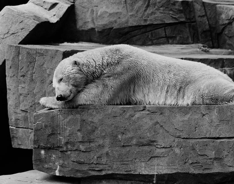 无人,动物园,躺,横图,黑白,室外,白天,北极熊,动物,休息,摄影,岩石,闭着眼睛,小睡,动物学