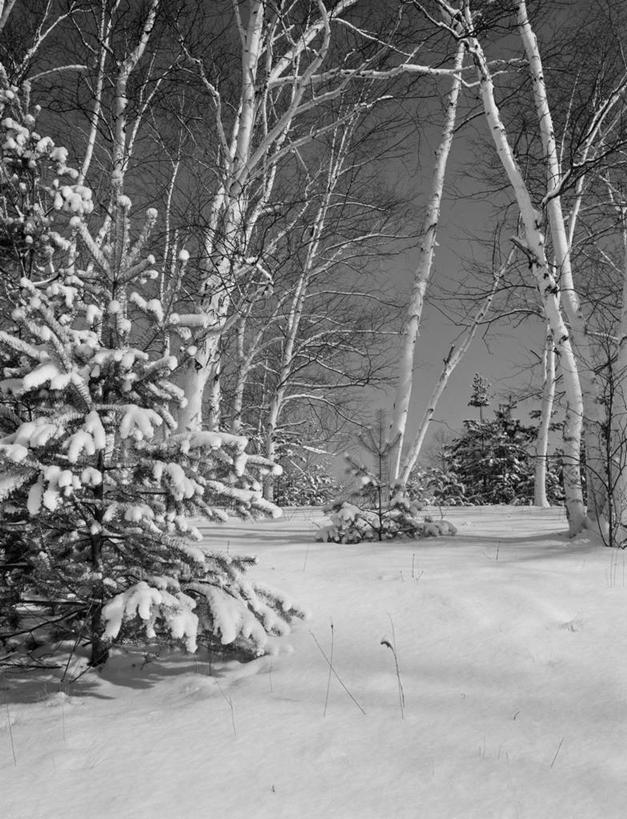 无人,竖图,黑白,室外,白天,美景,雪,松树,美国,地形,景观,冬天,霜,风景,自然,景色,寒冷,摄影,白桦,宁静,北美,北美洲,自然风光,美洲,新罕布什尔州,北亚美利加洲,亚美利加洲,新罕布什尔,新罕布夏州,花岗岩州,花冈岩之州,滑雪之州,新英格兰,纽英仑,美利坚合众国