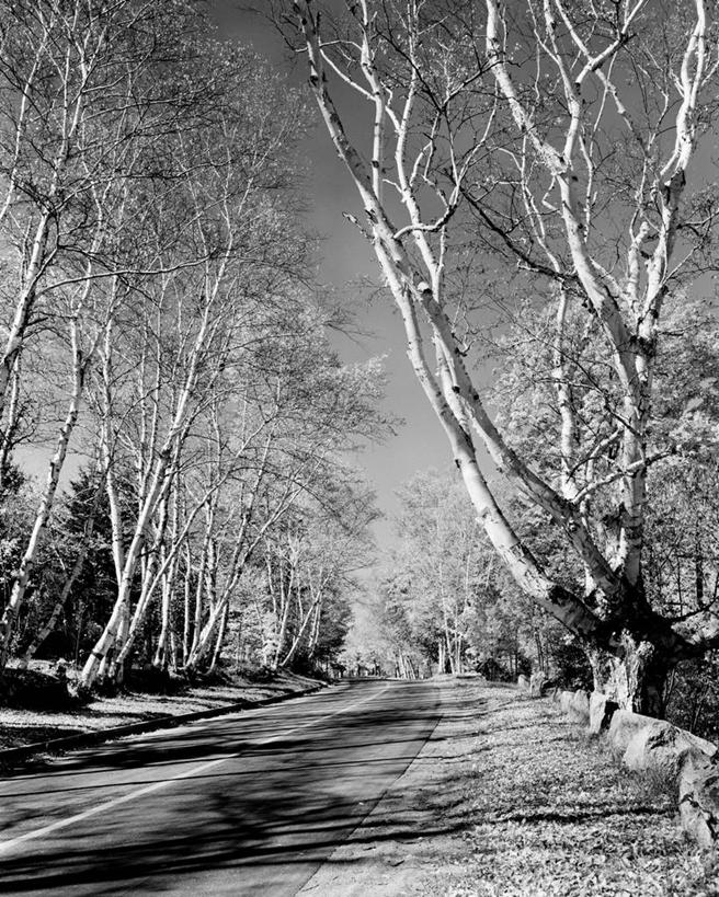 无人,竖图,黑白,室外,白天,城市,公路,日光,美国,分界线,古典,运输,摄影,白桦,北美,北美洲,加利福尼亚,美洲,佛罗里达,加州,佛罗里达州,加利福尼亚州,杰克逊维尔,佛州,阳光州,金州,黄金州,新罕布什尔州,北亚美利加洲,亚美利加洲,新罕布什尔,新罕布夏州,花岗岩州,花冈岩之州,滑雪之州,新英格兰,圣莫尼卡,纽英仑,10号州际公路,美利坚合众国,林荫大道