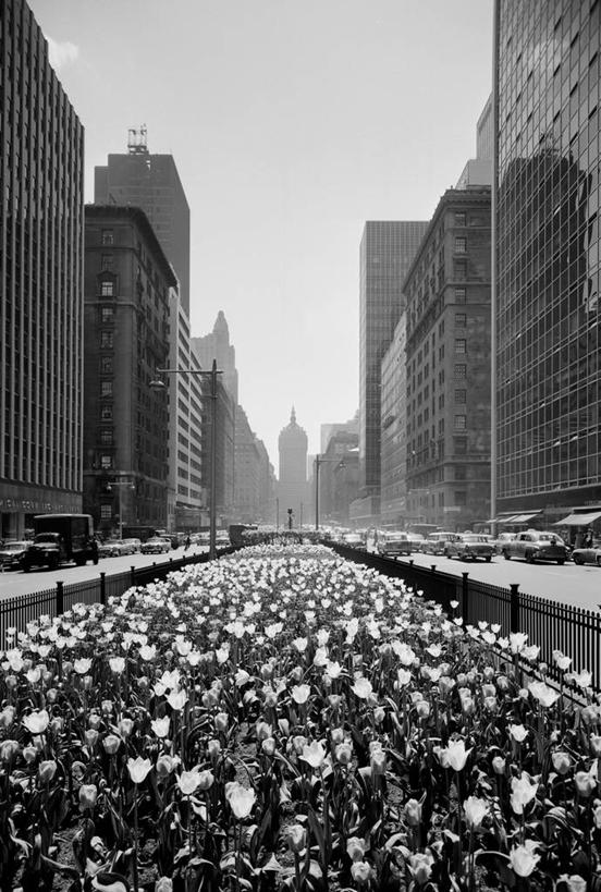 无人,竖图,黑白,室外,白天,城市,建筑,摩天大楼,汽车,郁金香,纽约,美国,丰富,花坛,交通,古典,运输,摄影,生长,透视图,纽约州,公园大道