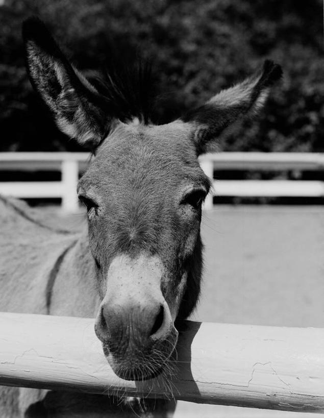 无人,农场,竖图,黑白,室外,特写,白天,农业,美国,篱笆,古典,家畜,摄影,驴子,彩图