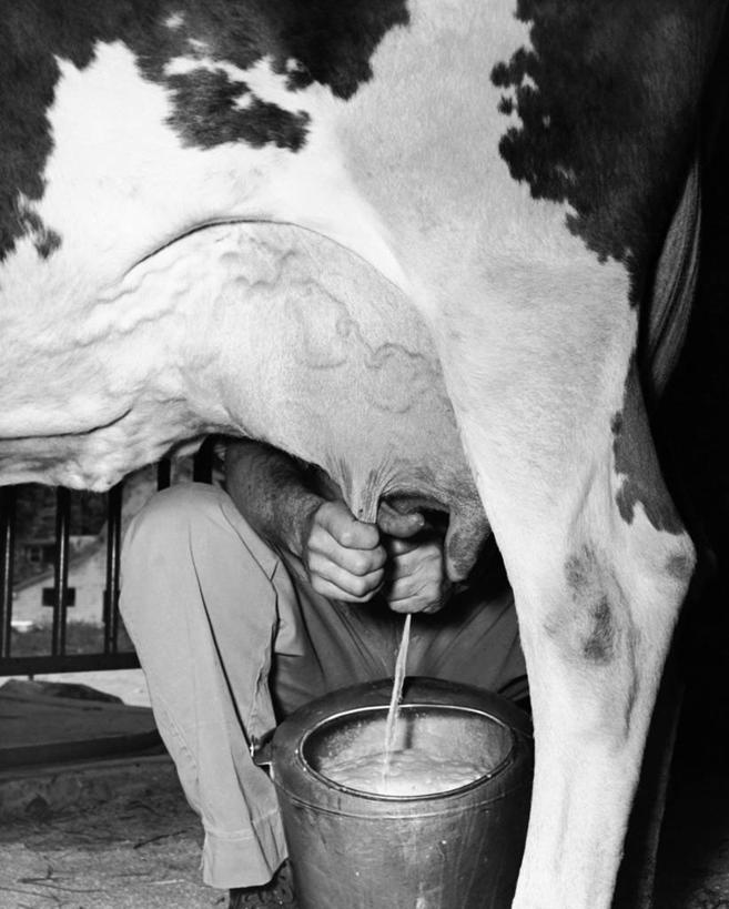 牛奶,一个人,农民,蹲,竖图,黑白,室内,农业,哺乳动物,牛,野生动物,朦胧,模糊,饮食,动物,握紧,摄影,牲畜,牛乳,挤奶,母牛,家牛