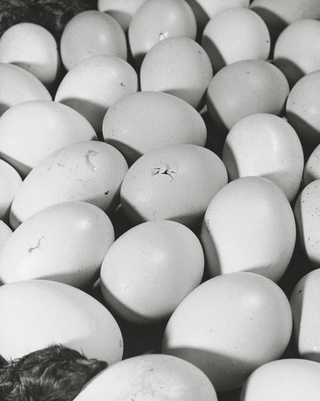 无人,人群,竖图,俯视,室内,农业,许多,丰富,鸟类,高处,很多,小鸟,破坏,白色,动物,家畜,角度,摄影,巨大,庞大,生活方式,孵化,脆弱,显现,主题,挑战,卵,宏大,硕大,伟大,开端,彩图,高角度拍摄,小鸡,弱点