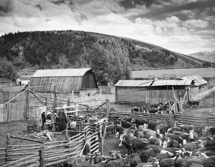 无人,横图,黑白,室外,白天,农业,山,哺乳动物,牛,野生动物,美国,一群,许多,房屋,地形,篱笆,田地,云,很多,天空,动物,摄影,牲畜,保护,北美,怀俄明,母牛,农舍,杰克逊