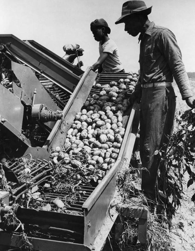 儿童,成年人,两个人,农民,竖图,黑白,室外,白天,农业,蔬菜,朦胧,模糊,田地,生食,注视,饮食,天空,观察,看,摄影,收获,观看,察看,关注,农具,联合收割机,耕具,男孩,男人,马铃薯,半身